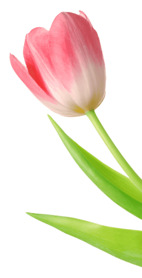 ảnh hoa tulip